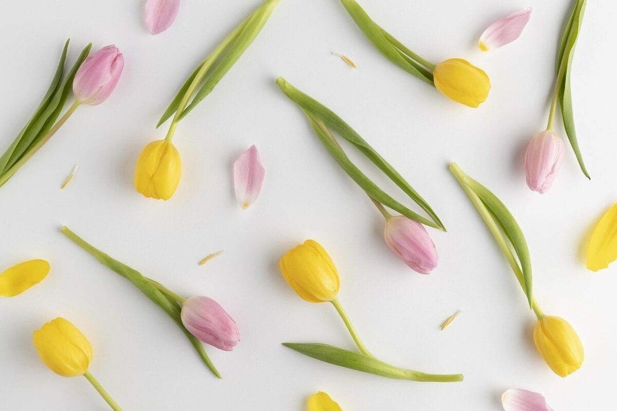 Background Tulips Mother S Day  - alirazagurmani9272 / Pixabay